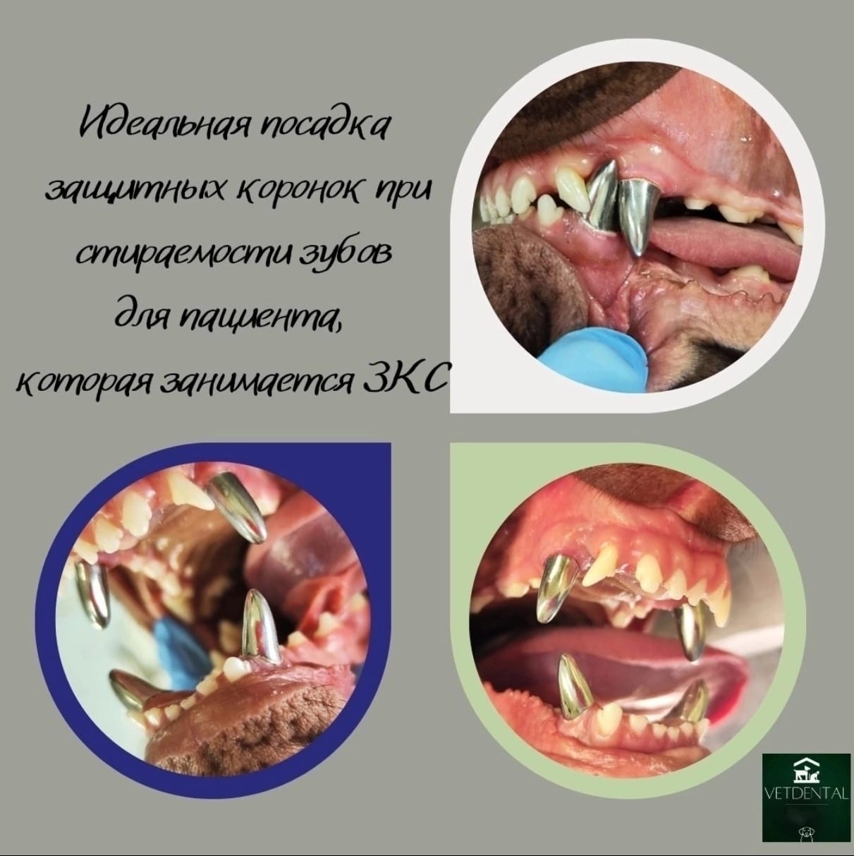Ортопедическая ветстоматология Ортопедическая ветстоматология
