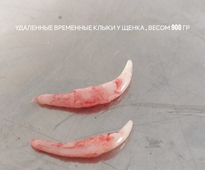 ПЕРСИСТЕНТНЫЕ( МОЛОЧНЫЕ ЗУБЫ ) ПЕРСИСТЕНТНЫЕ( МОЛОЧНЫЕ ЗУБЫ )