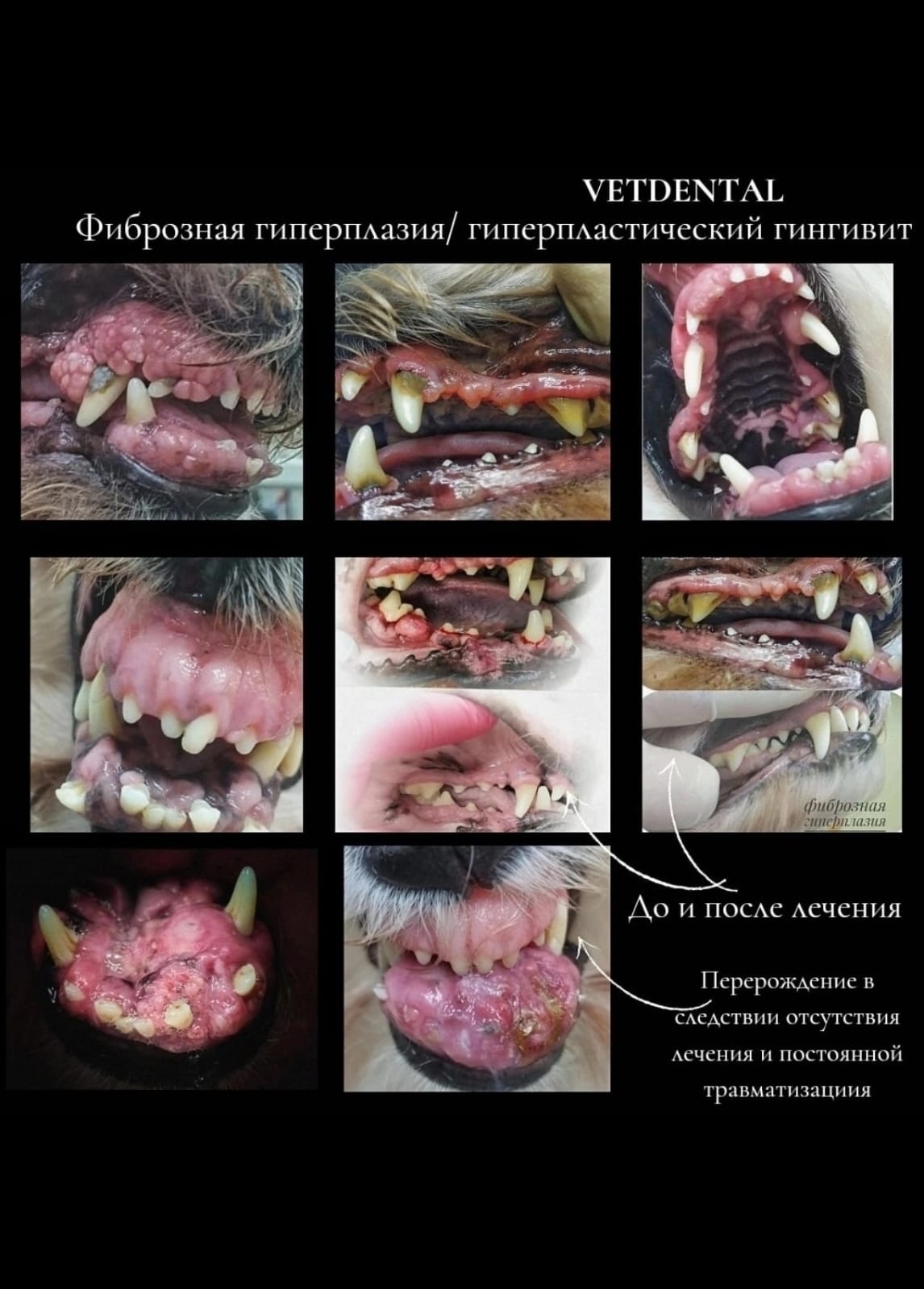Гиперплазия десен у собак Гиперплазия десен у собак